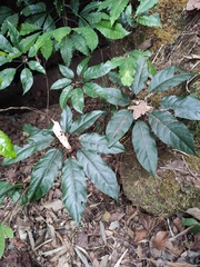 Heptapleurum heptaphyllum