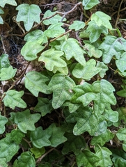 Ficus thunbergii