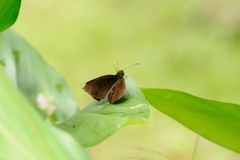 Ancistroides nigrita