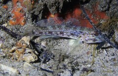 Istigobius hoesei