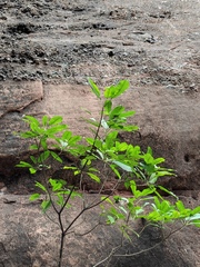 Heptapleurum heptaphyllum