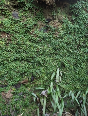 Ficus thunbergii