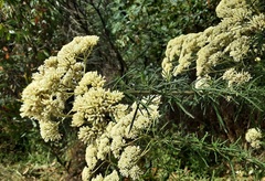 Cassinia aculeata