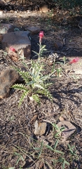Cirsium arizonicum