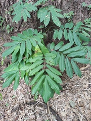 Millettia pachycarpa