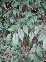 Ilex pubescens
