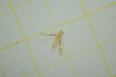 Edwardsiana gratiosa