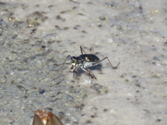 Myriochila semicincta