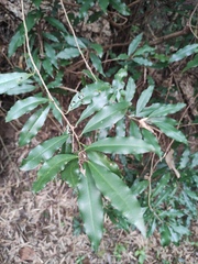 Ardisia quinquegona