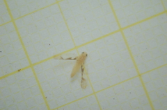 Edwardsiana gratiosa