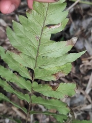 Microlepia marginata