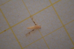 Edwardsiana gratiosa