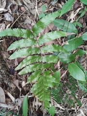 Microlepia marginata