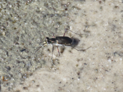 Myriochila semicincta