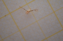 Edwardsiana gratiosa