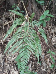 Arachniodes aristata