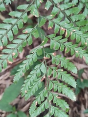 Arachniodes aristata