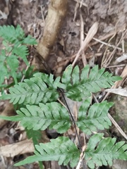 Pteris dispar