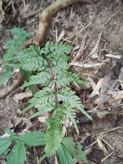 Pteris dispar