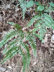 Arachniodes aristata