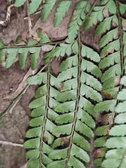 Arachniodes aristata