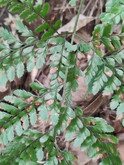 Arachniodes aristata