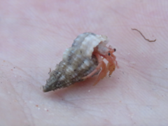 Coenobita variabilis