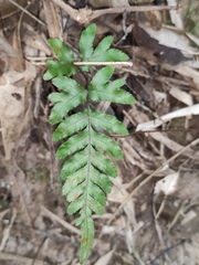 Pteris dispar