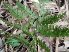 Arachniodes aristata