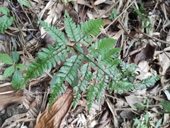 Arachniodes aristata