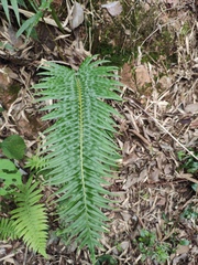 Blechnum orientale