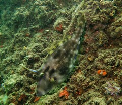 Meuschenia trachylepis