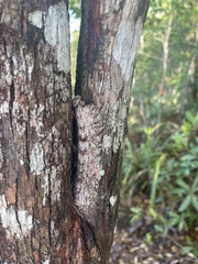 Lebeda nobilis
