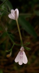 Rhinacanthus gracilis latilabiatus