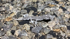 Strophurus strophurus