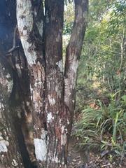 Lebeda nobilis