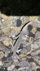 Strophurus strophurus