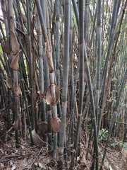 Bambusa chungii