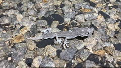 Strophurus strophurus