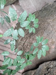 Heptapleurum heptaphyllum