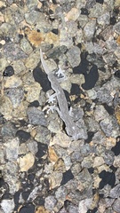 Strophurus strophurus