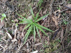 Carex phyllocephala