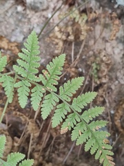 Hypodematium crenatum