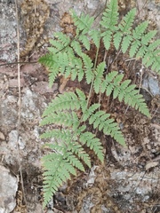 Hypodematium crenatum