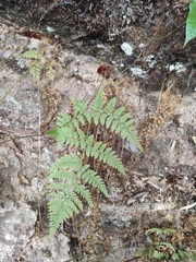 Hypodematium crenatum