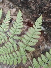 Hypodematium crenatum