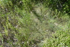 Festuca valesiaca