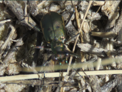 Myriochila semicincta