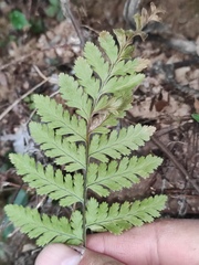 Davallia trichomanoides