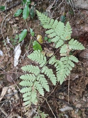 Davallia trichomanoides